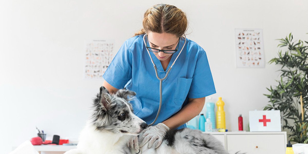 Exames Laboratoriais para Pets em São Paulo: Onde Encontrar o Melhor Atendimento?